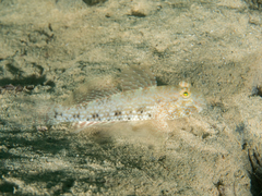 Mud Reef-Goby photo 3