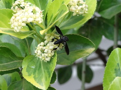 Trichopoda lanipes