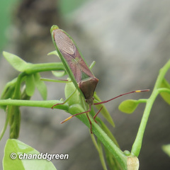Homoeocerus rubromaculatus