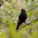 Black-and-gold Cotinga - Photo (c) Arnold Wijker, some rights reserved (CC BY-NC), uploaded by Arnold Wijker