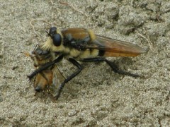 Eccritosia rubriventris