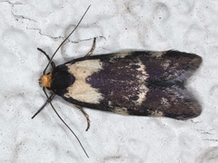 Palimmeces leucopelta