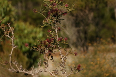 Melaleuca anisandra