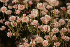 Actinodium cunninghamii