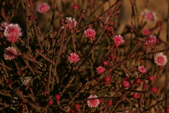 Actinodium cunninghamii