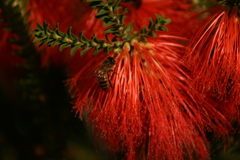 Melaleuca sparsa