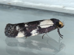 Palimmeces leucopelta