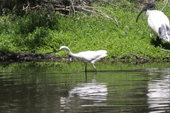 Egretta garzetta nigripes