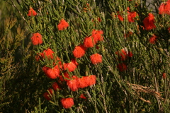Melaleuca sparsa