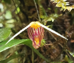 Scaphosepalum digitale