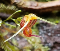 Scaphosepalum digitale