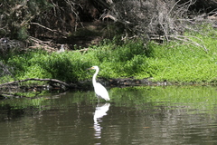 Egretta garzetta nigripes
