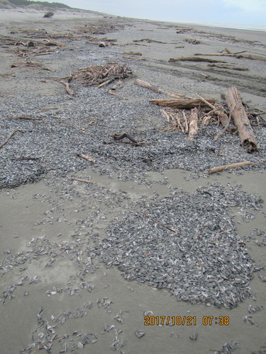 photo of By-the-wind Sailor (Velella velella)