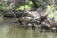 Egretta garzetta nigripes