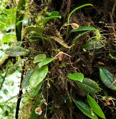 Scaphosepalum digitale