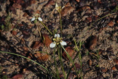 Moraea cantharophila