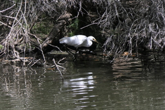 Egretta garzetta nigripes