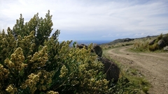 Baccharis tucumanensis