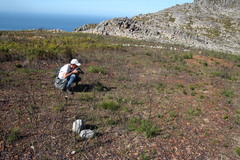 Moraea cantharophila