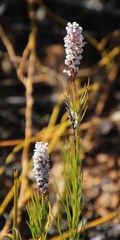 Spatalla racemosa