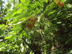 Urera caracasana