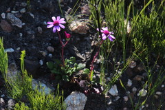 Senecio cymbalarifolius