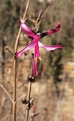 Anisacanthus puberulus