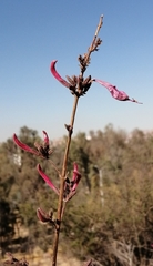 Anisacanthus puberulus