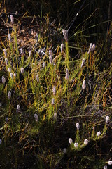 Spatalla racemosa