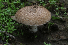 Agaricus incultorum