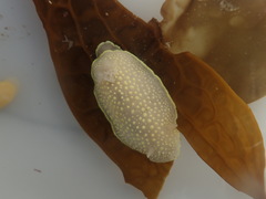 Cadlina