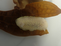 Cadlina