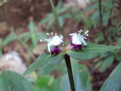 Tradescantia zanonia image