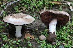 Agaricus incultorum