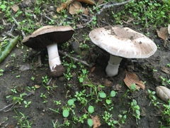 Agaricus incultorum