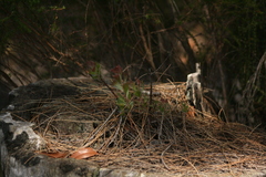 Adenanthos cuneatus