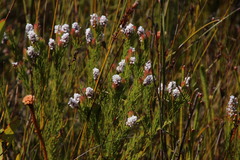 Spatalla mollis