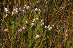 Spatalla mollis