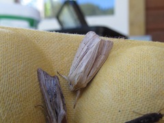Ichneutica semivittata