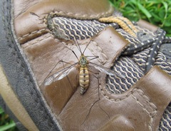 Leptotarsus vulpinus