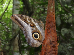 Caligo idomeneus