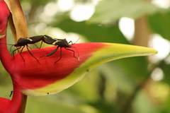 Leptoscelis tricolor
