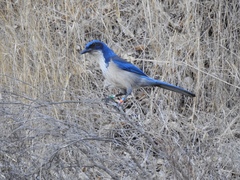 Aphelocoma insularis