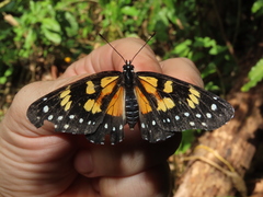 Chlosyne narva bonpland