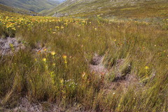 Spatalla mollis