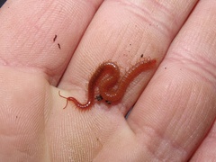 Strigamia bothriopus