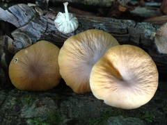 Pluteus pauperculus