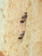 Arachnomyia