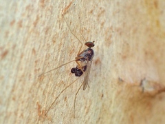Arachnomyia