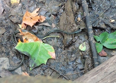 Thamnophis proximus proximus